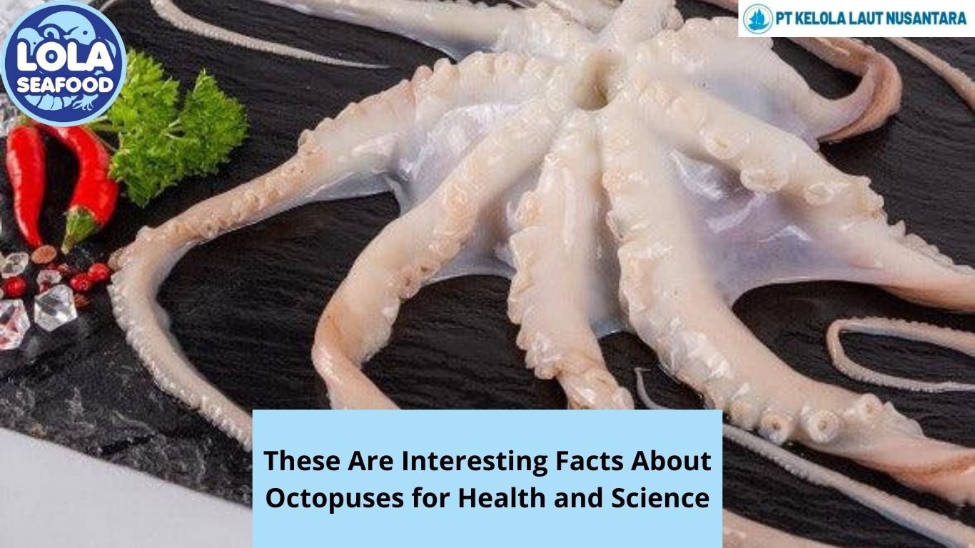 These Are Interesting Facts About Octopuses for Health and Science